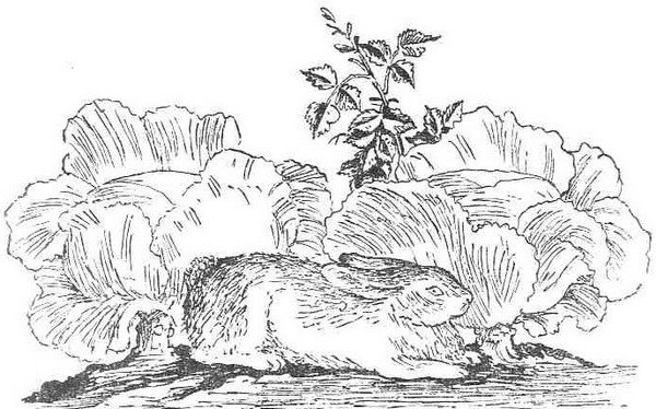 Раскраска к сказке путаница