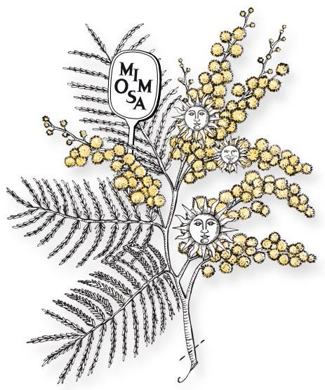 Веточка мимозы раскраска