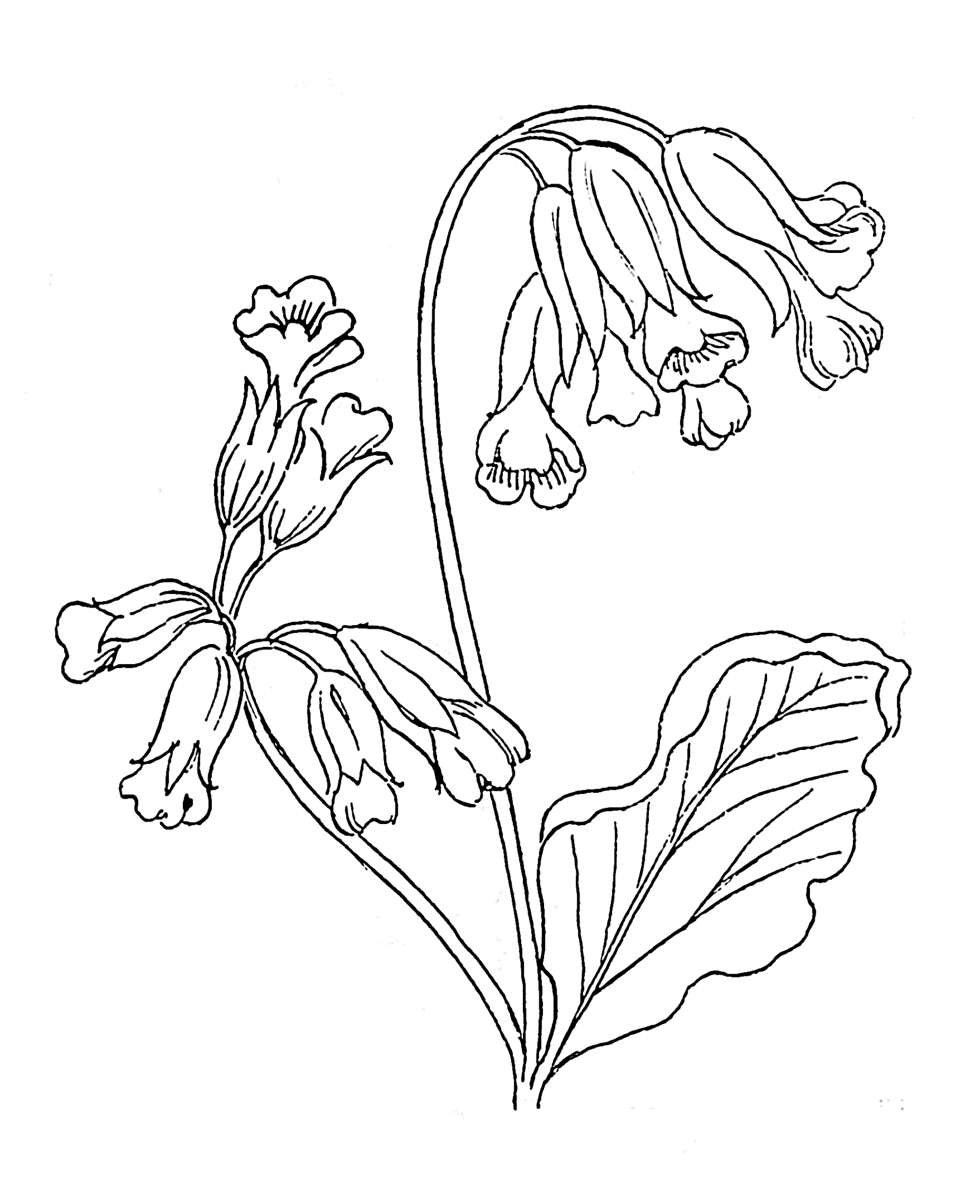 Рисунок растения для детей раскраска