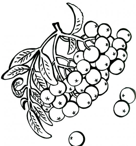 Калина обыкновенная раскраска