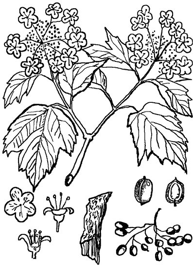 Раскраски машинки Лада Калина