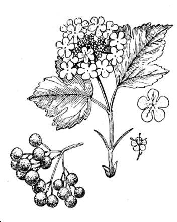 Рисунки раскраски калина (32 фото)