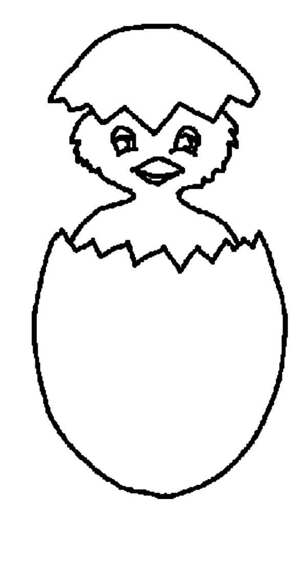Картинка невылупившийся птенец. Цыпленок. Раскраски. Раскраскиципленок в яйце. Яйцо цыпленок. Раскраска про невылупившихся цыплят.