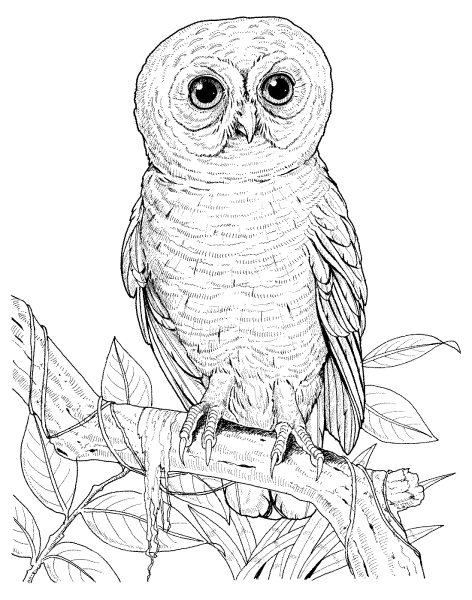Воробьиный Сыч раскраска
