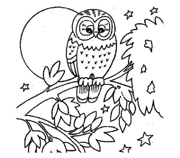 Сова раскраска