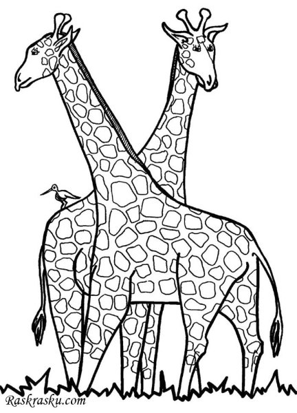 Жираф. Раскраска