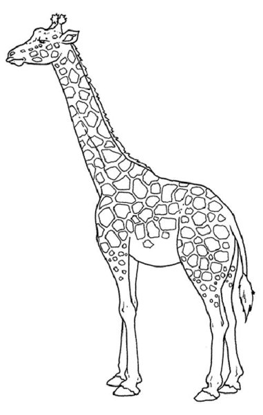 Жираф. Раскраска