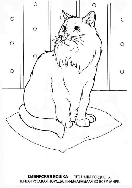 Котенок. Раскраска