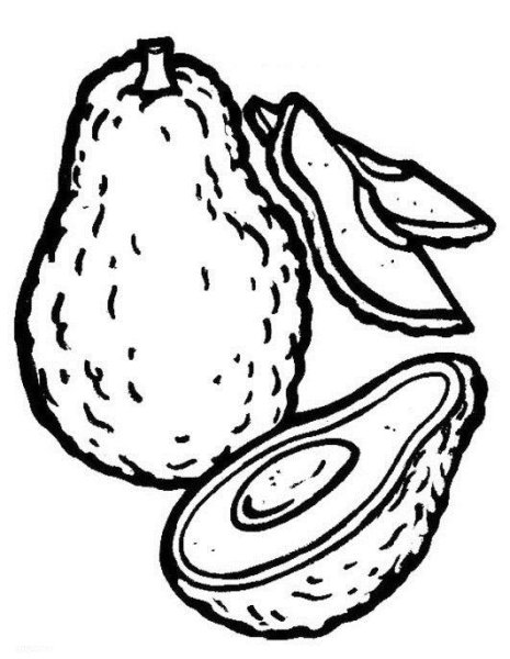 Авокадо для раскрашивания детям
