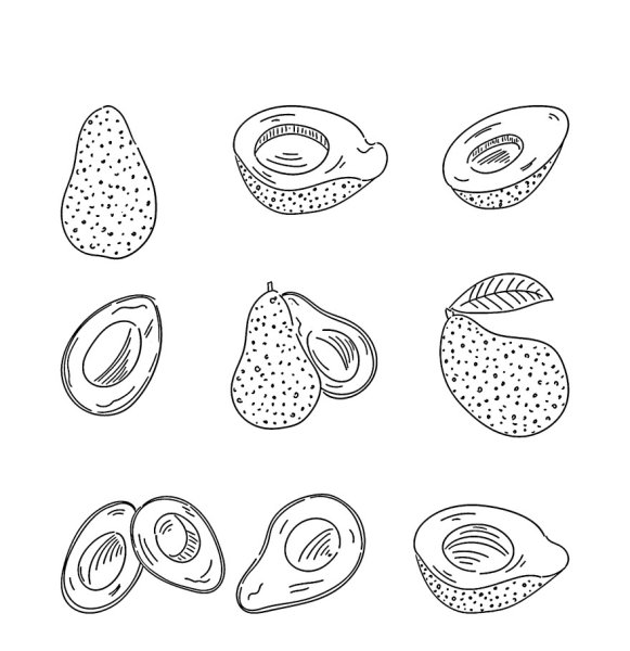 Набросок авокадо