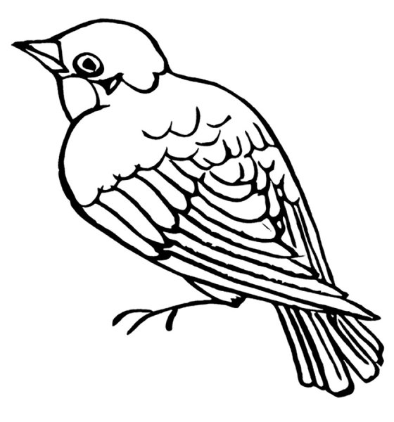 Синица раскраска для детей