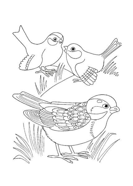 Воробей для раскрашивания детям