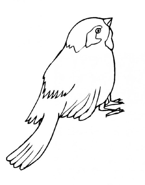 Воробей раскраска