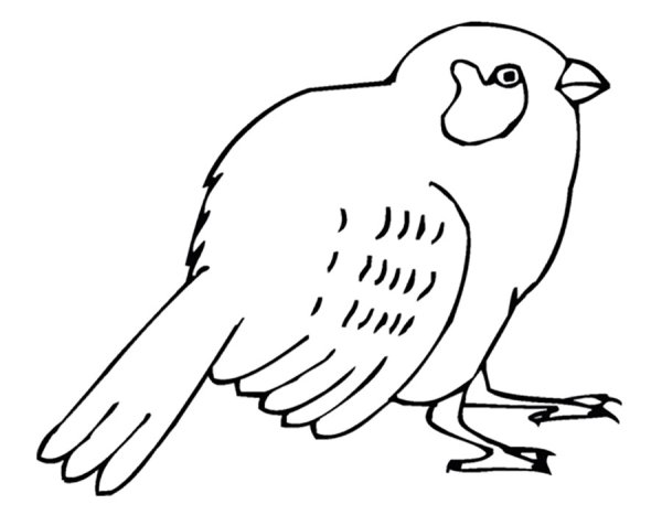 Птицы раскраска для детей