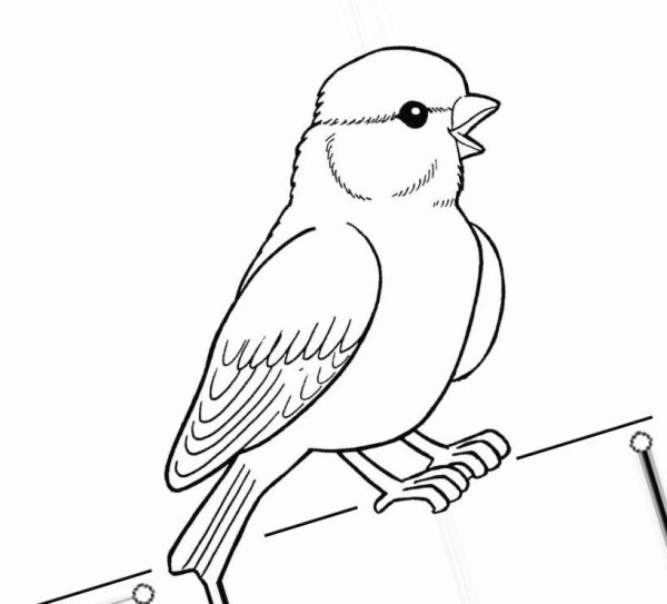 Растрепанный Воробей раскраска