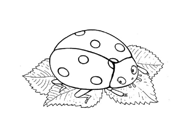 Насекомые. Раскраска