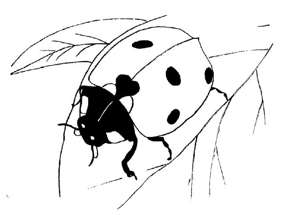 Божья коровка раскраска для детей