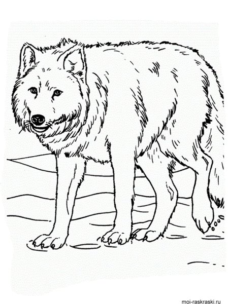 Волк раскраска для детей