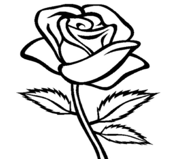 Роза черно белая