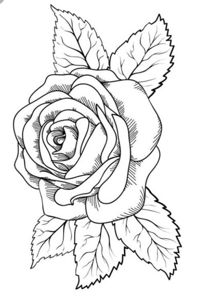 Раскраска роза цветок
