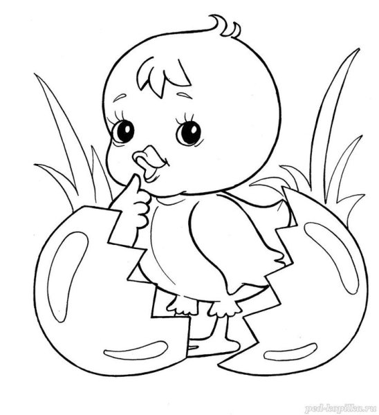 Цыпленок. Раскраски