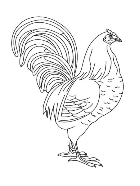 Петух раскраска для детей