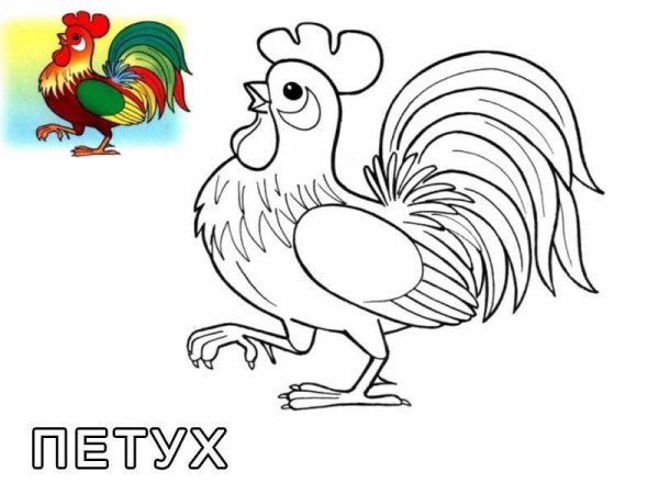 Петух раскраска