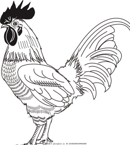 Петушок. Раскраска