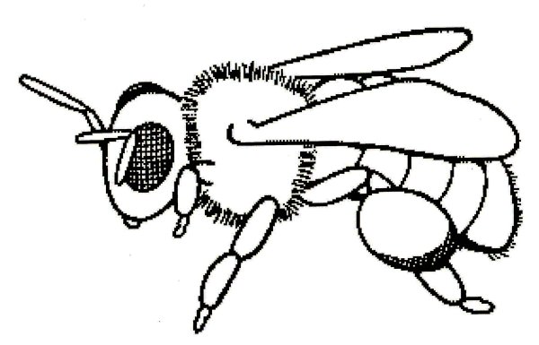 Пчела раскраска