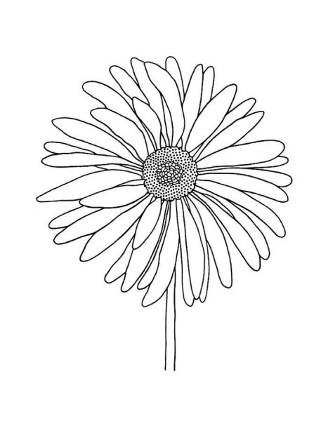 Ромашка раскраска