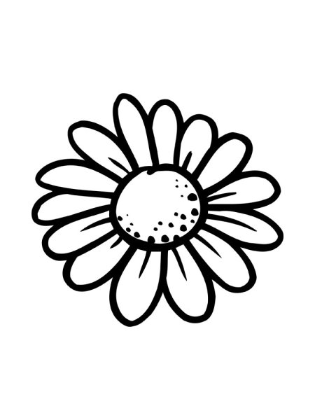 Раскраска цветок Ромашка