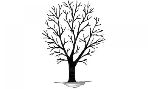 Дерево без листочков