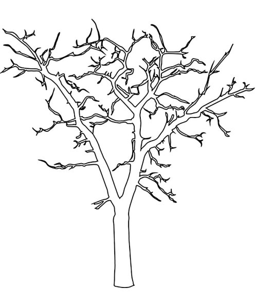 Береза раскраска