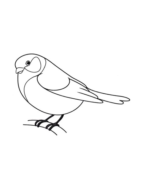 Синица раскраска