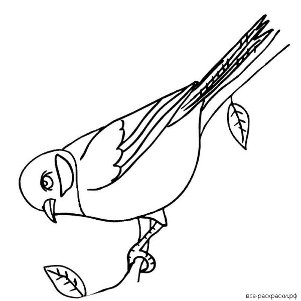 Синица раскраска