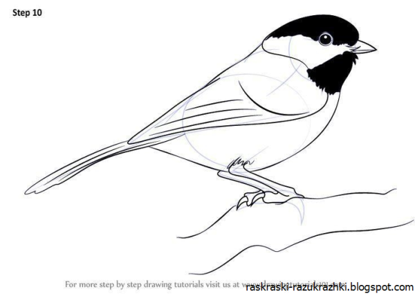 Контур птицы синицы