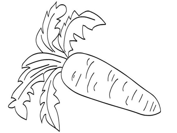 Морковь раскраска для детей