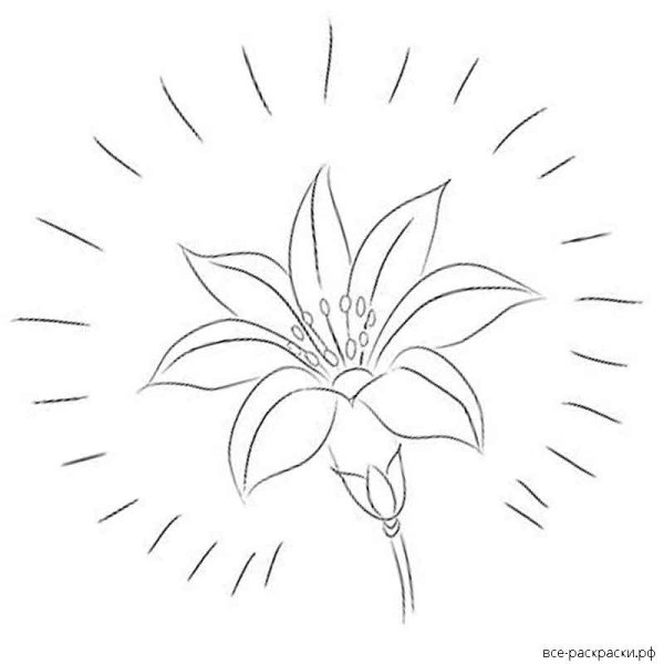 Цветочек раскраска для малышей