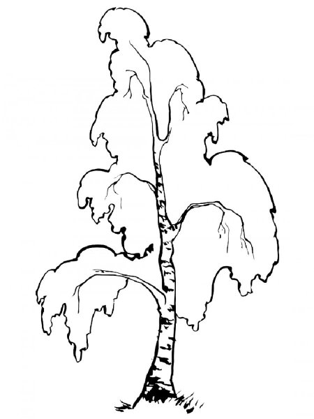 Береза раскраска для детей