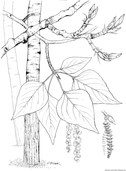 Береза рисунок