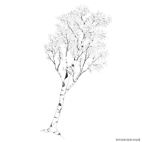 Береза раскраска