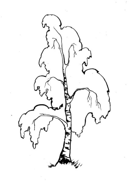 Береза для раскрашивания