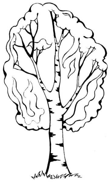 Береза раскраска для детей