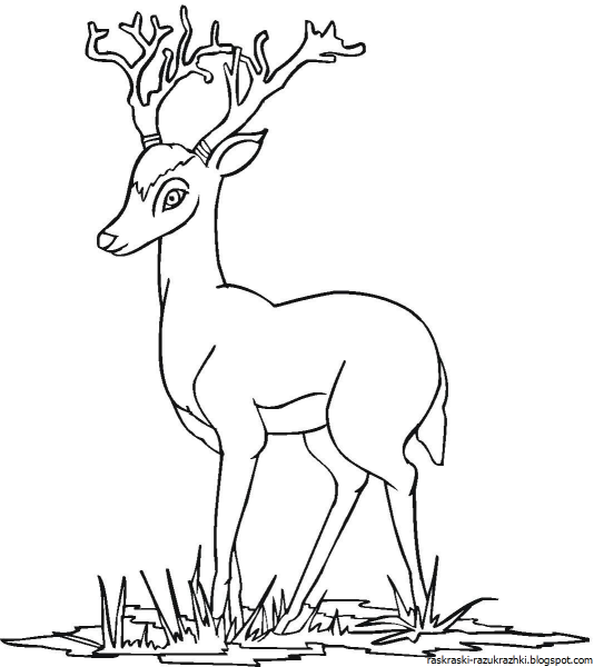 Олень раскраска