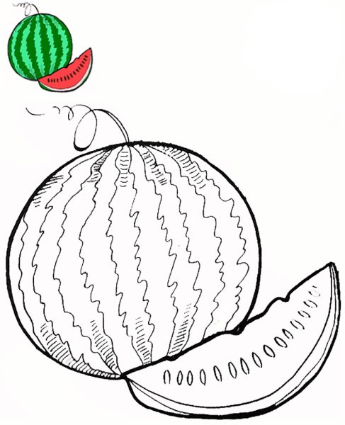 Арбуз раскраска