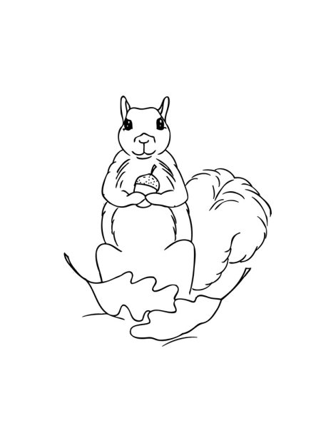 Раскраска белка и зайчик