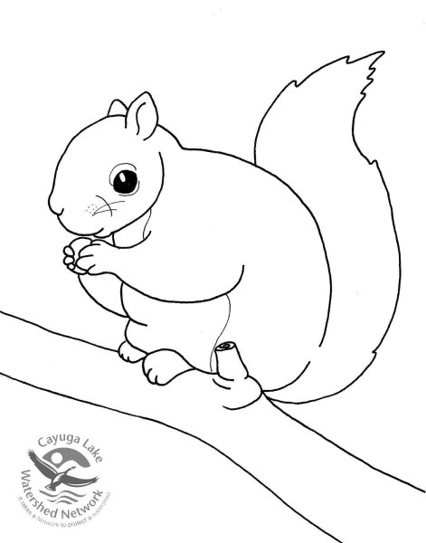 Раскраска Белочка