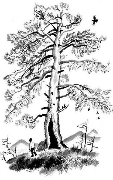 Васюткино озеро черно-белые