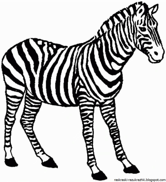 Раскраски. Животные