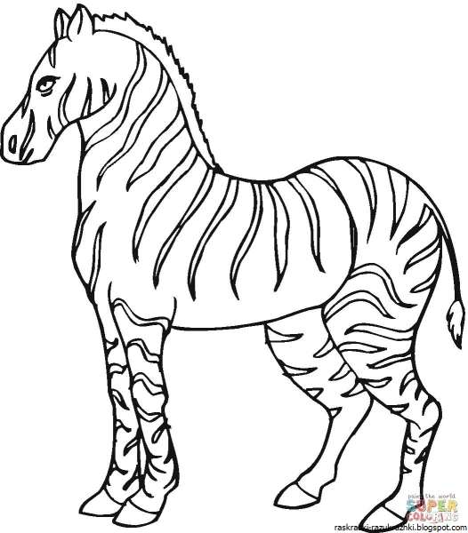 Зебра без полосок